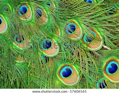 Peacock Feather Background Stock Photo 57606565 : Shutterstock