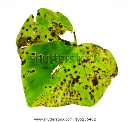 Diseased english ivy leaf