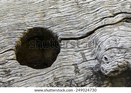 Old tree trunk hole