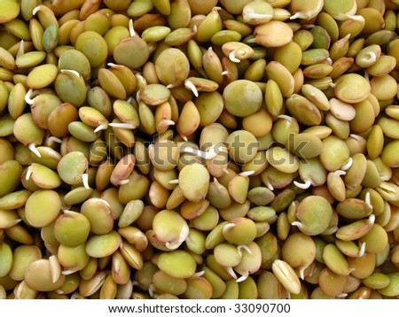 lentil germination