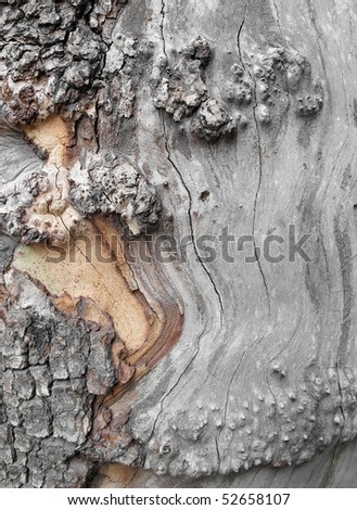 Old sycamore bark