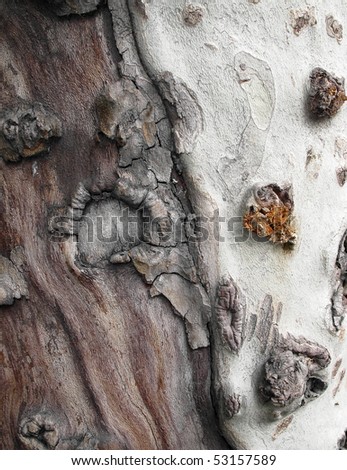 Old sycamore trunk