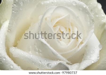 isolated flower on white: a white rose