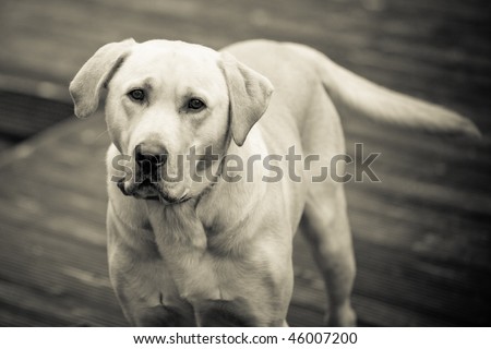white dog, vintage image