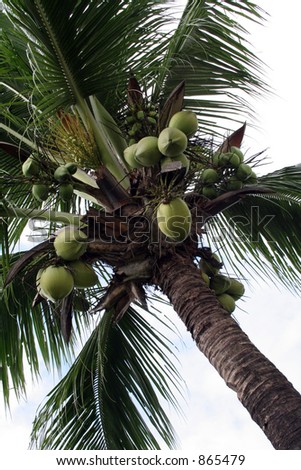 Coconut Tree (Cocos Nucifera)
