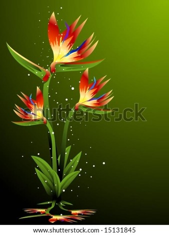 Bird Of Paradise - Vector - 15131845 : Shutterstock