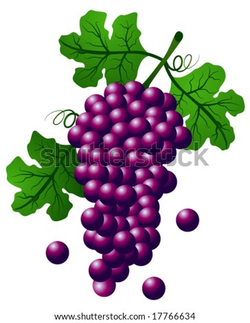 Grape Vector