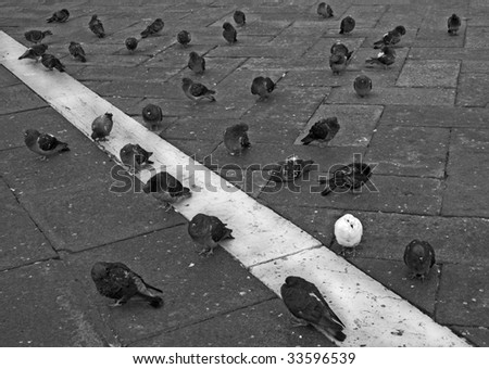 black & white pigeons