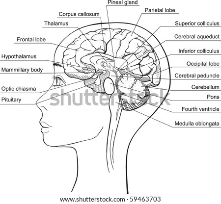 human brain diagram. Midsagittal+rain+diagram