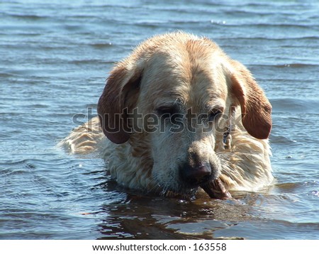 Dog in Water