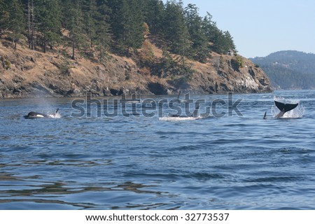 Several Orca from resident pod playing near san juan islands