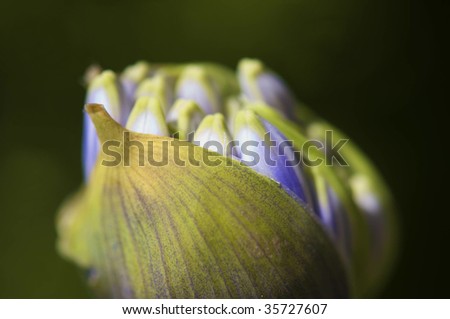 budding flower