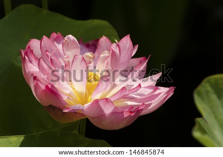 Momo Baton Lotus Bloom