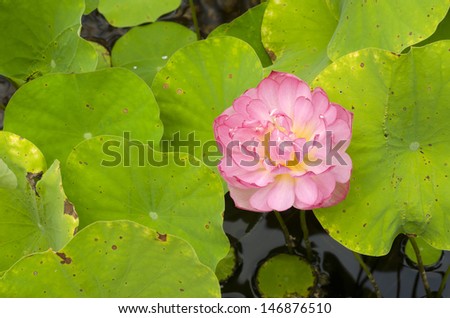 Lotus Bloom with Leaves