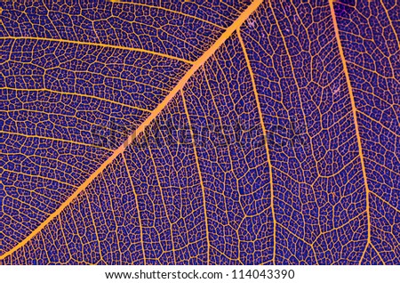 Dry leaf detail texture on blue background