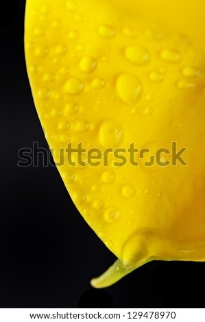 Yellow calla lily flower on a black background