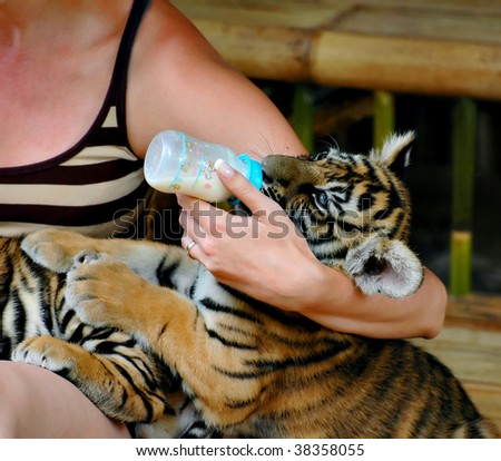 Feeding a tiger out of the bottle