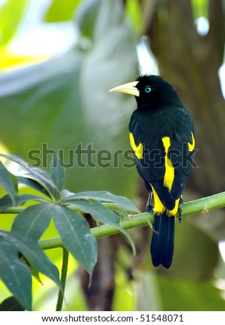 Black And Yellow Bird Sitting On A Tree Black And Yellow Bird Sitting On A Tree Stock Photo