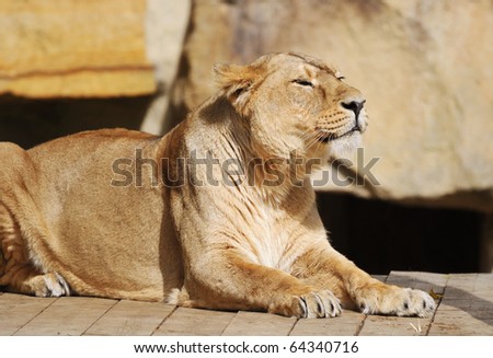 The Resting lioness at the zoo