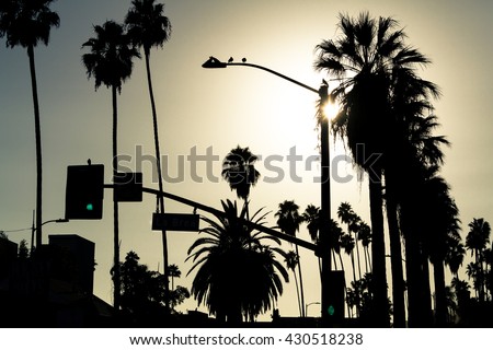 Los Angeles palms silhouette, Hollywood, California