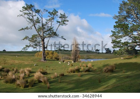 Sheep farm near Matamata, New Zealand
