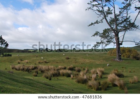 Sheep Farm in New Zealand