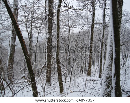 Appalachian Trail in Winter