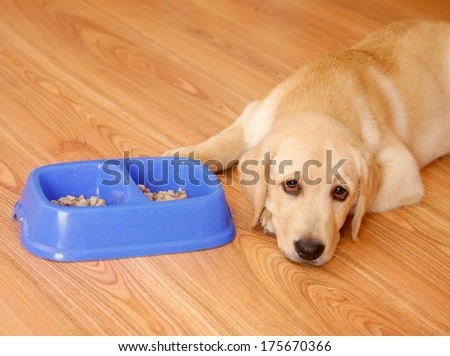 Golden Retriever Dog In Front Of His Bowl With Pet Food