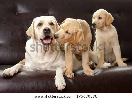 Three dogs sitting, isolated on black background