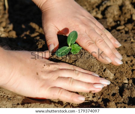 hands in dirt