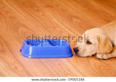 golden retriever dog in front of his bowl with pet food