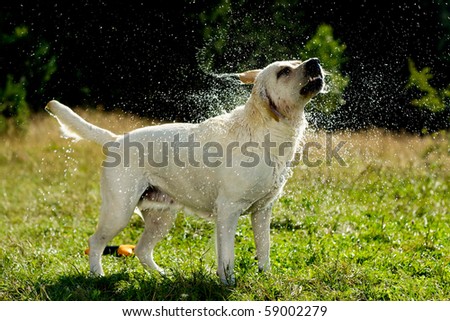 labrador retriever dog shaking off water