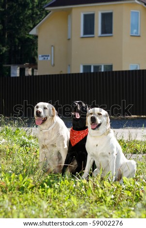 three dog puppies of golden retriever