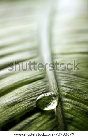 Water drops on fresh green leaf, isolated on white