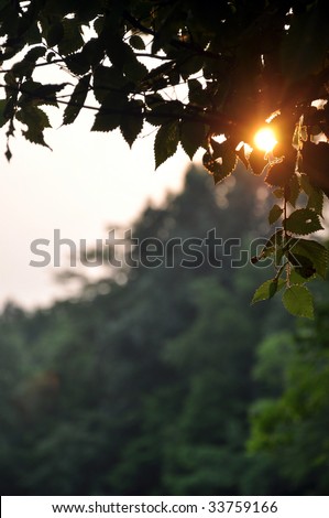 evening sun peaking through the leaves in the park
