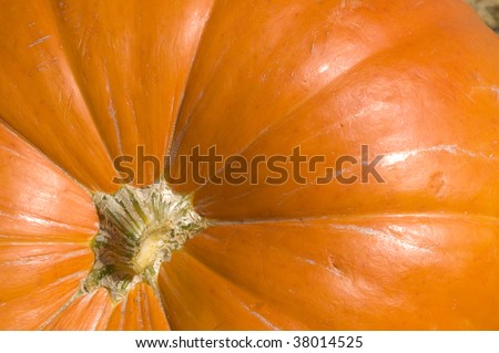 Close photo of the top of a pumpkin for use as a background, room for text.