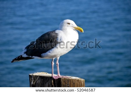 Ocean bird perched