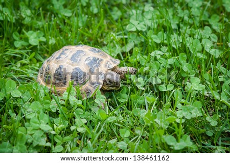 Earth turtle on grass.