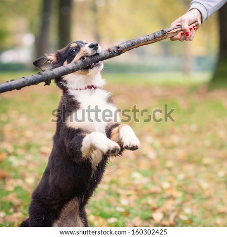 Australian Shepherd dog portrait outdoors playing with stick.
