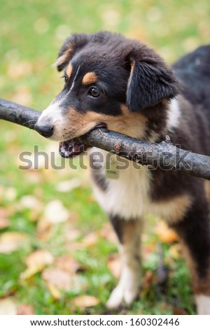 Australian Shepherd dog portrait outdoors playing with stick.