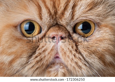 Red persian short hair cat close up portrait.