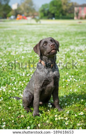 Puppy labrador black retriever dog portrait sit outdoor in a park.