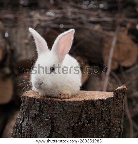 Cute little white rabbit portrait on piece of of wood.