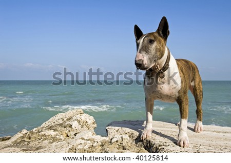 Bull terrier on the rocks.