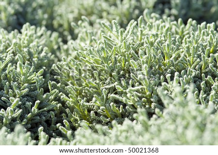Green plant texture.