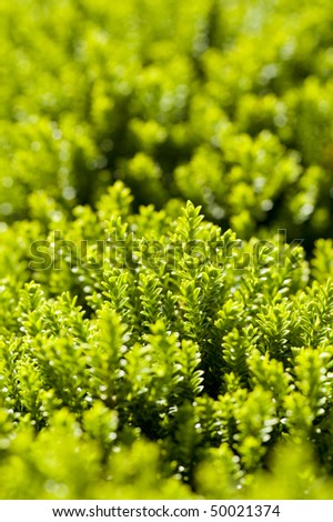 Green plant texture.