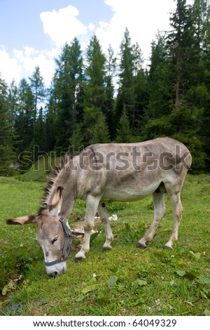 Free Donkey Pictures
