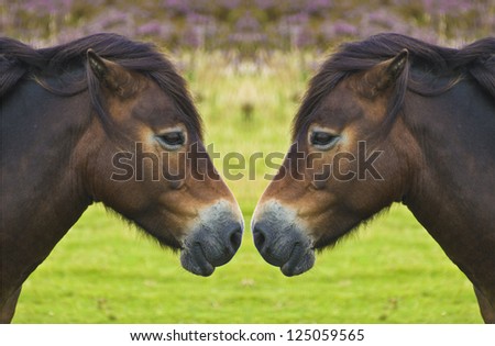 reflection of wild pony - nose to nose
