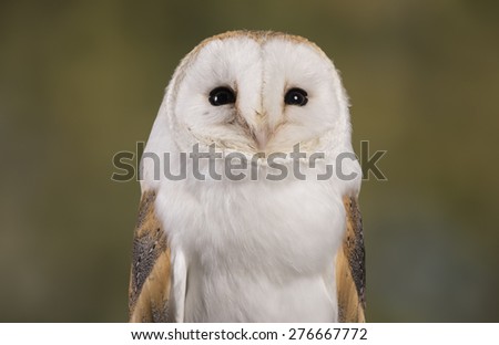 Portrait of a Barn Owl stood with a woodland background
