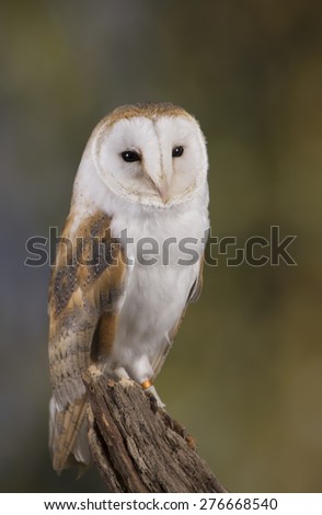 Portrait of a Barn Owl stood on a branch with a woodland background
